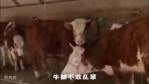 Cows that what thing, ahAh, moo...(1) mp4