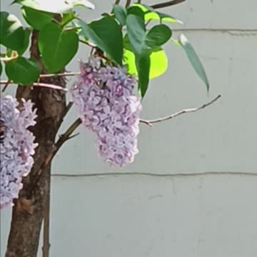 Butterfly polenating