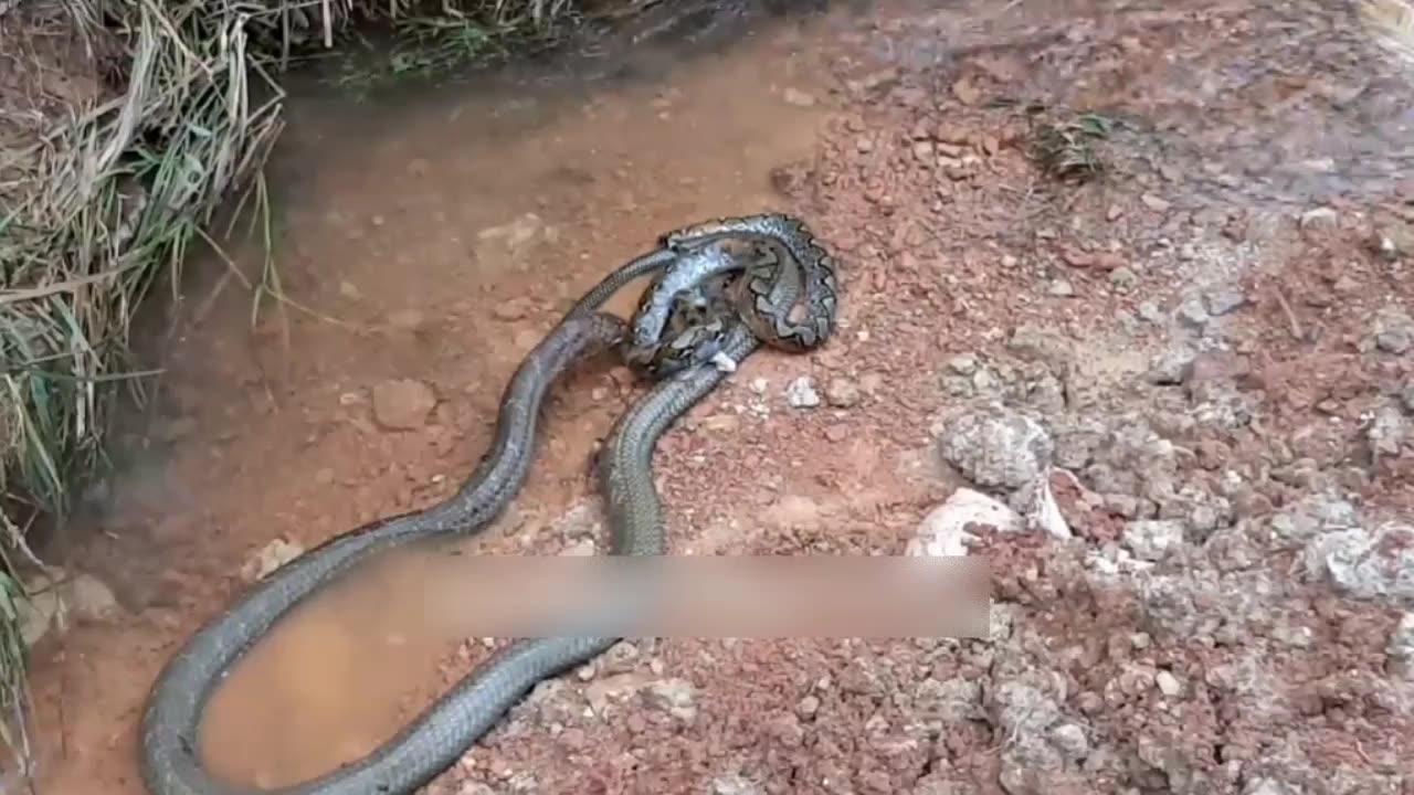 when a king cobra attacks a python