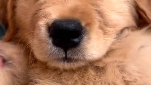 Softest Golden Retriever Puppy Ever!