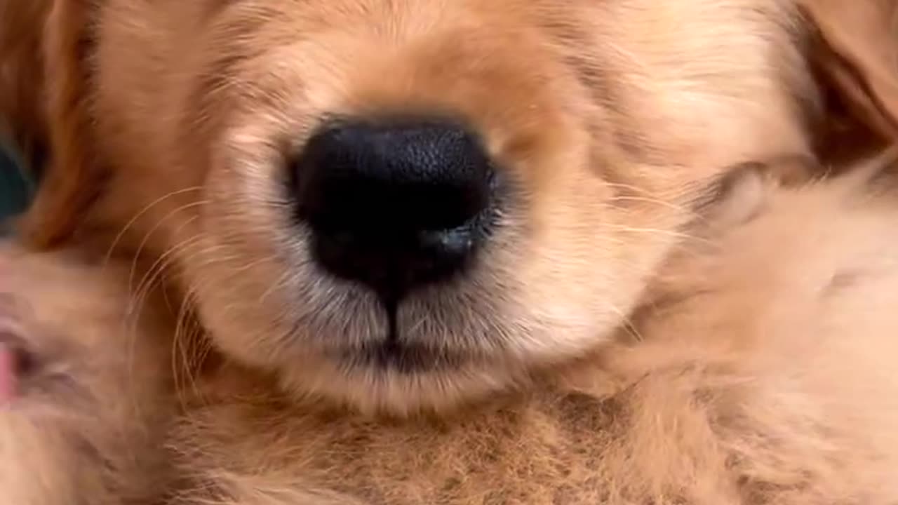 Softest Golden Retriever Puppy Ever!