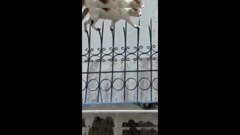 Funniest Animals 2024 😂 Funniest Cats and Dogs 🐱🐶 Part 10
