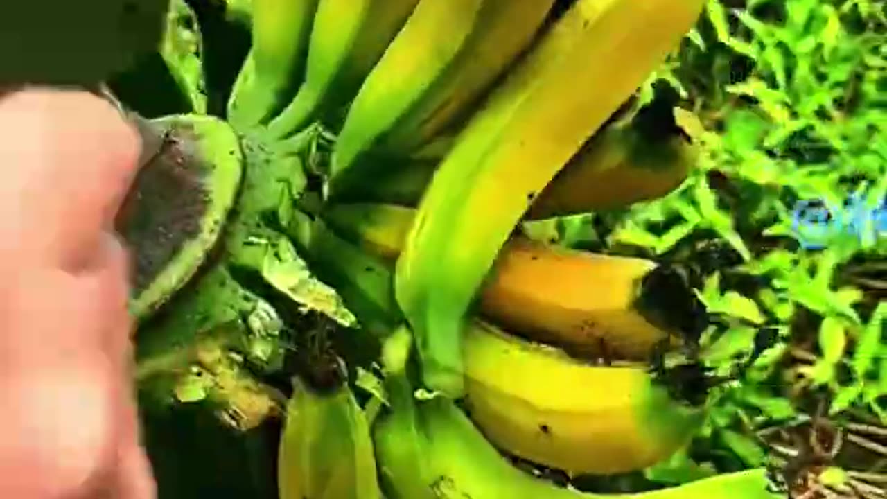 Sharp Agri tool cutting Banana