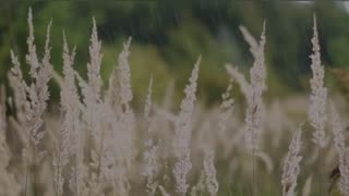 Relaxing Music | Sleeping, Meditation, Stress Relief | [7142] ⭐️
