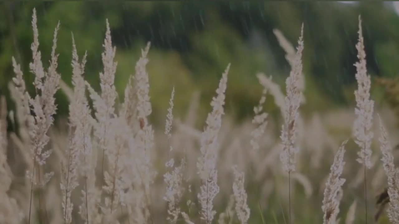 Relaxing Music | Sleeping, Meditation, Stress Relief | [7142] ⭐️