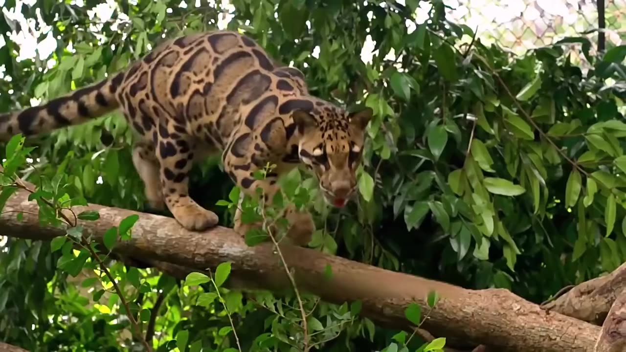 Clouded leopard One of my favorite animals