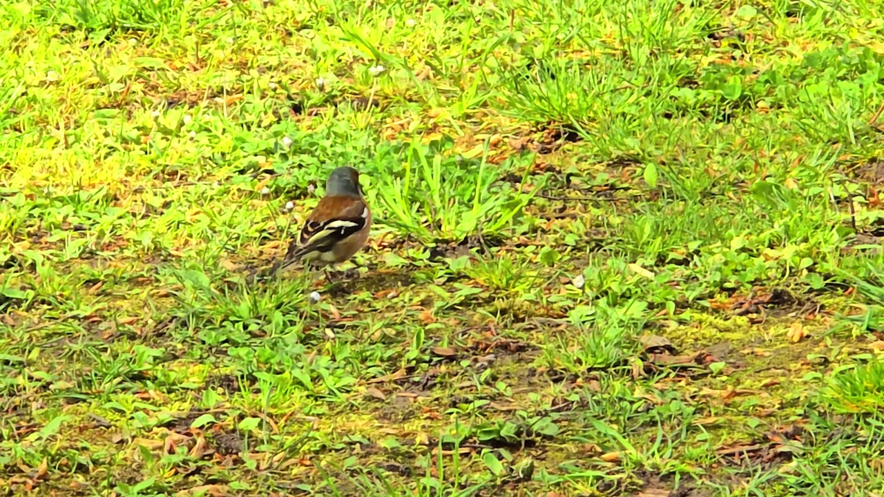 A beautiful red-backed shrike on a meadow in a park / beautiful bird.