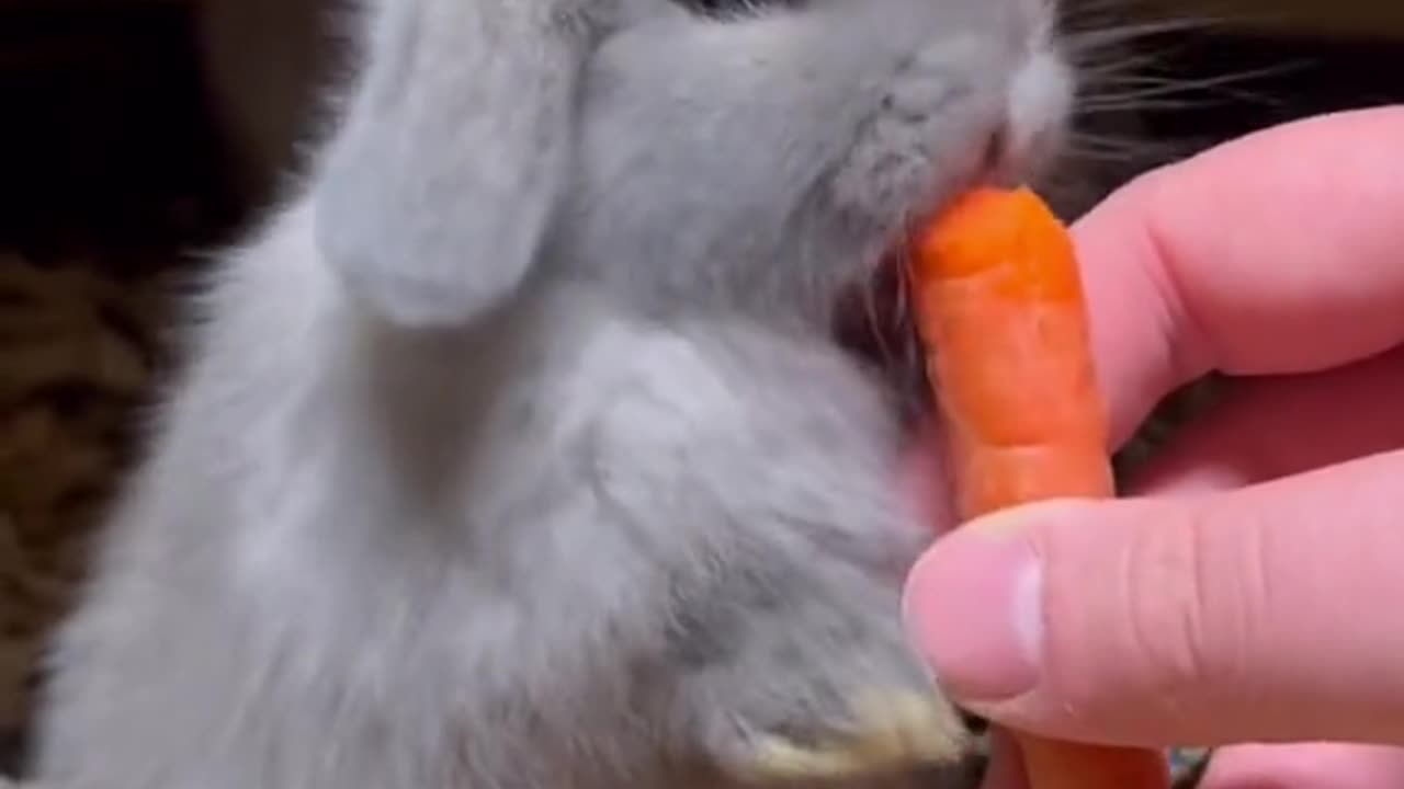 cute animal