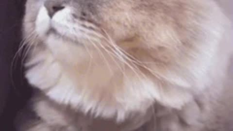Cute Cat Gif