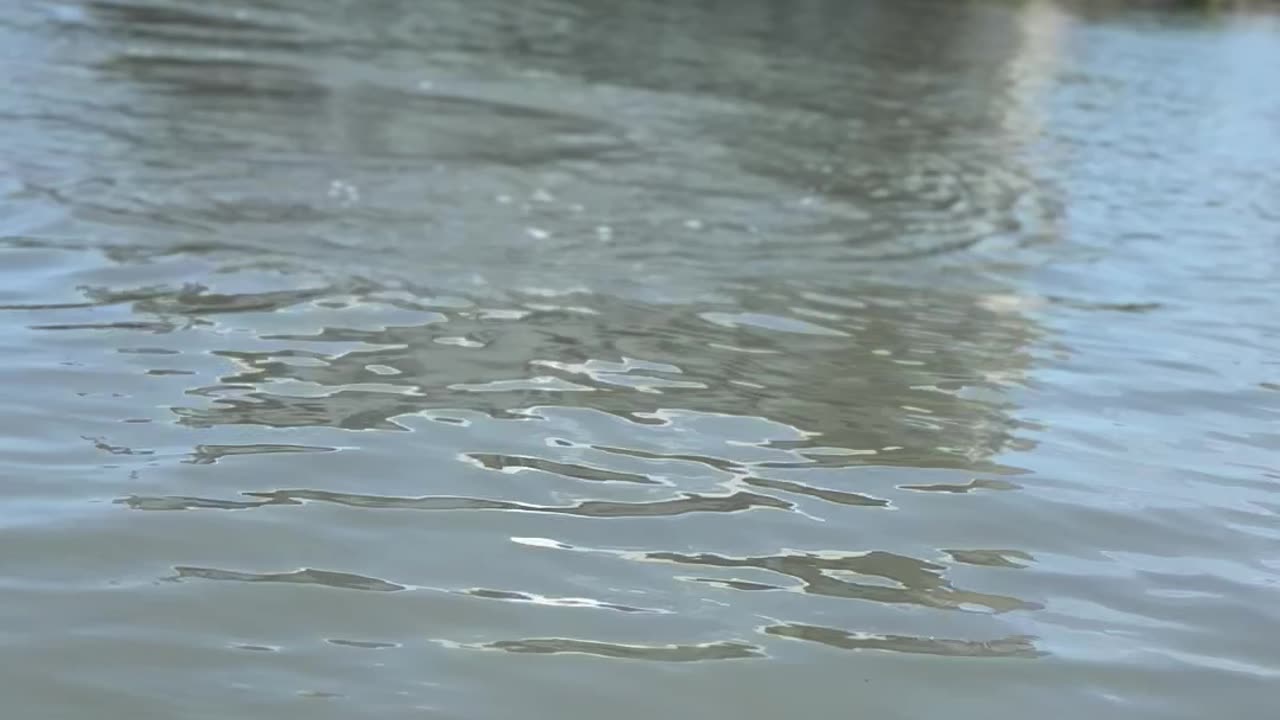 Kayakers Encounter Friendly Manatees