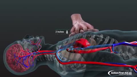 CPR in Action | A 3D look inside the body