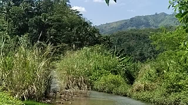 Jungle in Asian view
