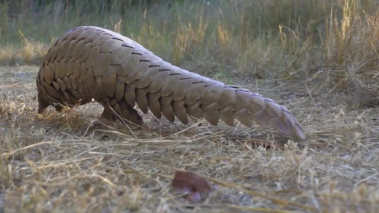 WILD IS LIFE - Most of Beautiful Nature