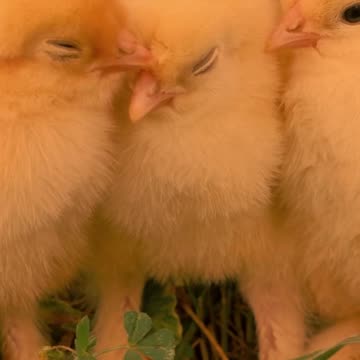 009 In numerology, Life Path 2 symbolizes harmony, partnership, and diplomacy.