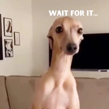 I Almost Pissed On Myself Laughing At These Dogs - Try Not To Laugh!