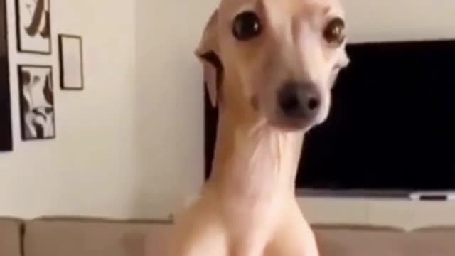 I Almost Pissed On Myself Laughing At These Dogs - Try Not To Laugh!