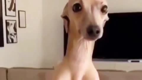 I Almost Pissed On Myself Laughing At These Dogs - Try Not To Laugh!