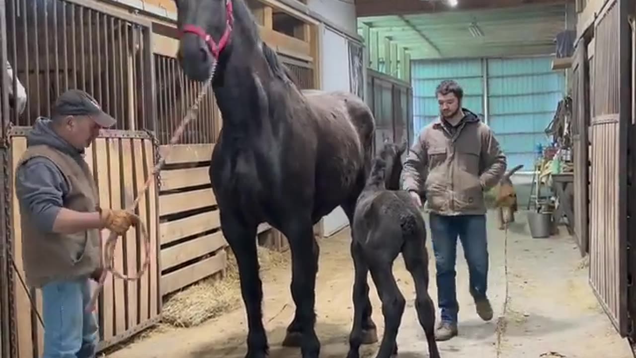 Gorgeous Mama & her adorable colt