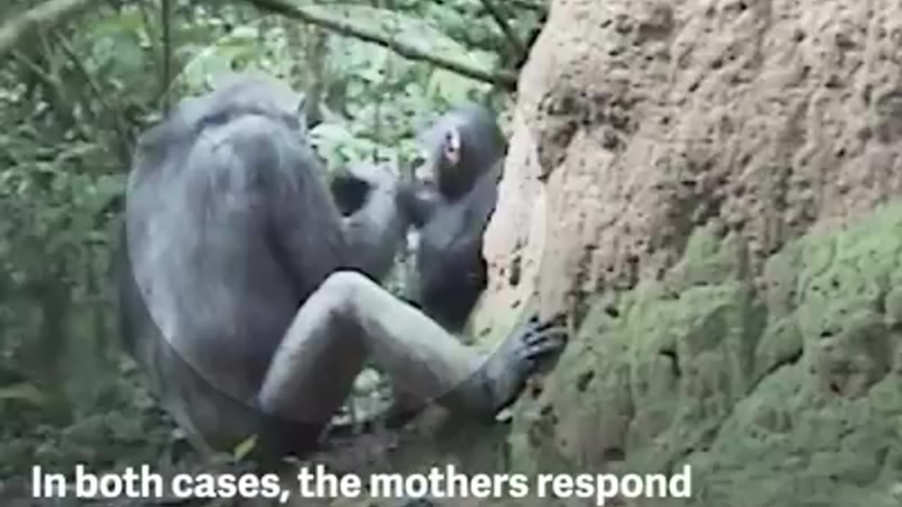 Monkey mom educate her child how to feed with stick