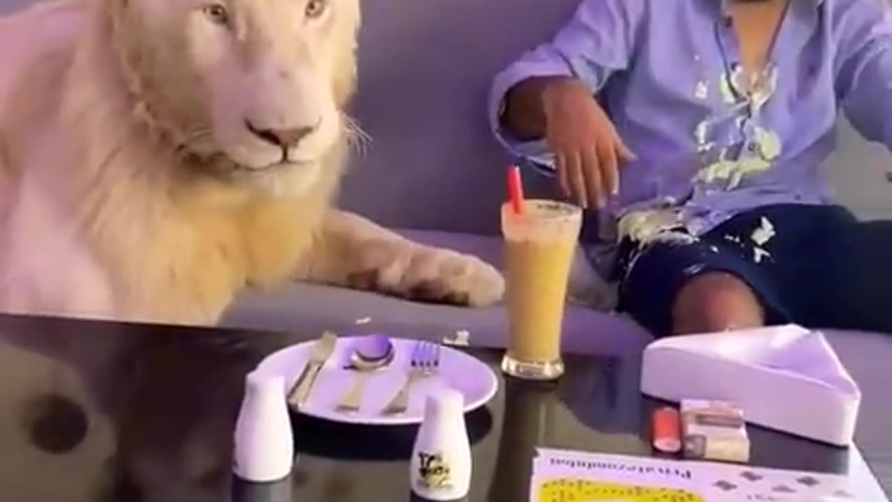 Lion video _lion with man.