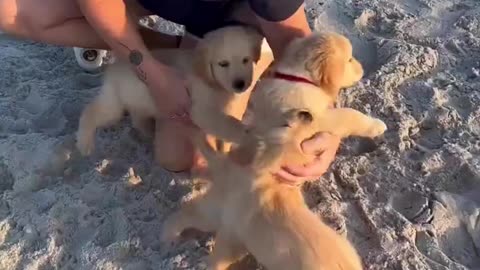 Beach Day with the Puppies!