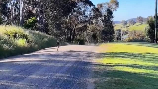 Kangaroo vs Dog run