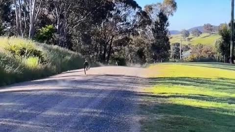 Kangaroo vs Dog run