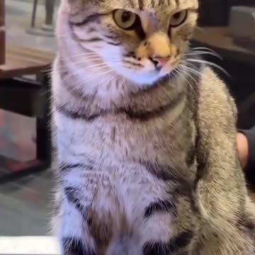 Cats living large.....