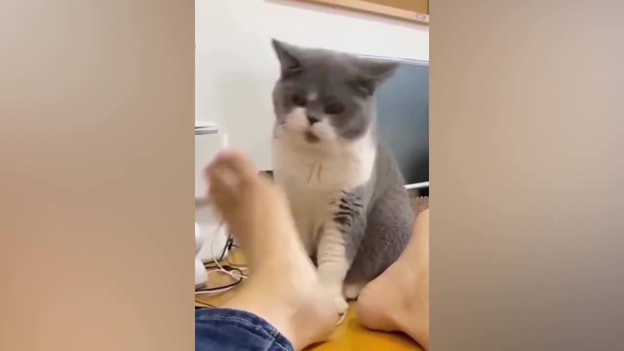 Funniest Cats That I have Ever Seen OMG love it very NOughty