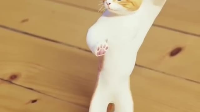 Cat dancing video.