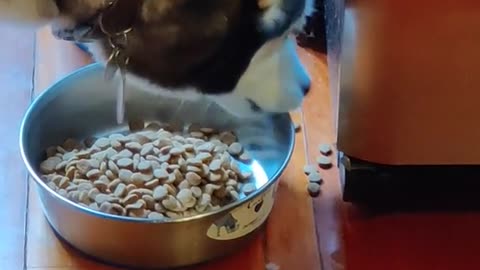 how my siberian husky eats his kibble