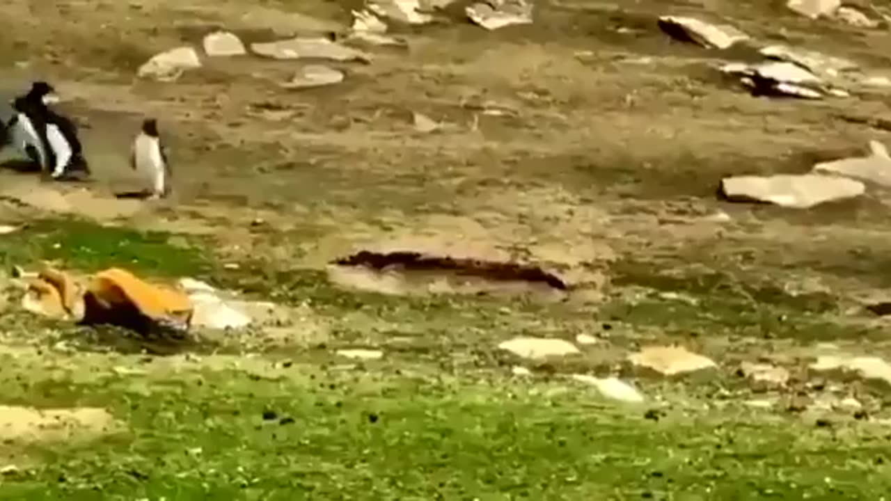 Viral Video: Penguin Gets Mixed With Another Group, Friend Goes To Take It Back