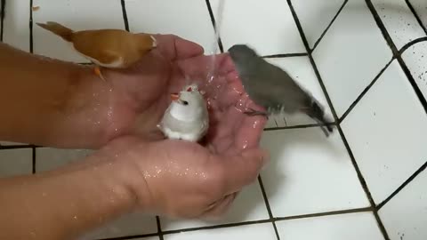 Diamond Firetail finch Bathing