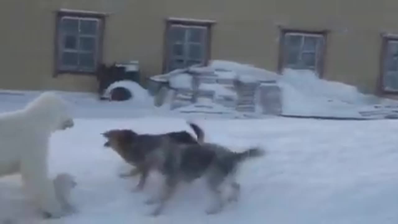 polar bear fights dogs to defend its cub