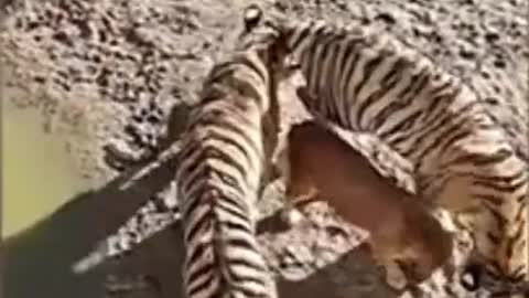 Dog falls into tiger cage! what happened to him?