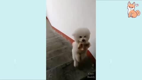 funny dog#9