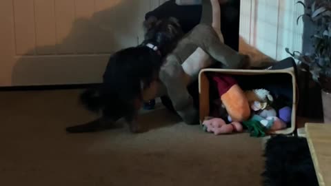 Naughty puppy caught humping dinosaur