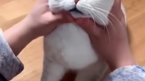 😂Most Satisfying Funny Cat Video😂