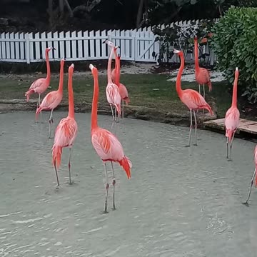 Caribbean Flamingos putting on a show