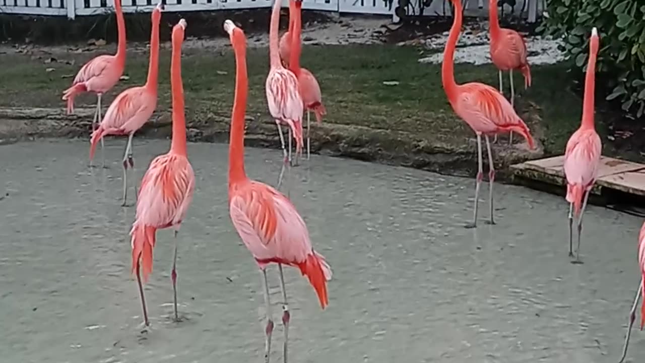 Caribbean Flamingos putting on a show