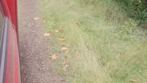 Traffic in the Woods