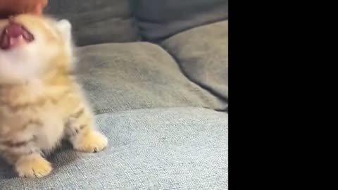 Cute 🥰 kitten teased by Human | Funny cat video 📷