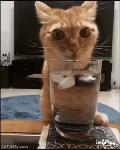 Cute Cat Gif