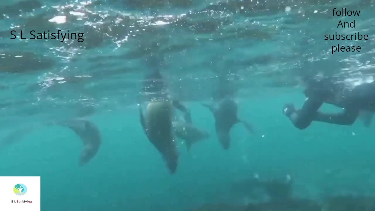 S L Satisfying/Beautiful Seal swimming in sea |The most interesting video