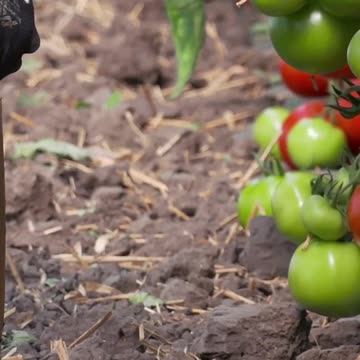 Horticulture: What It Takes To Cultivate Healthy And High-Yielding Crops