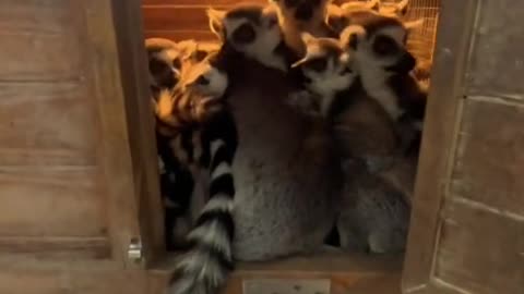 The warm home of lemurs