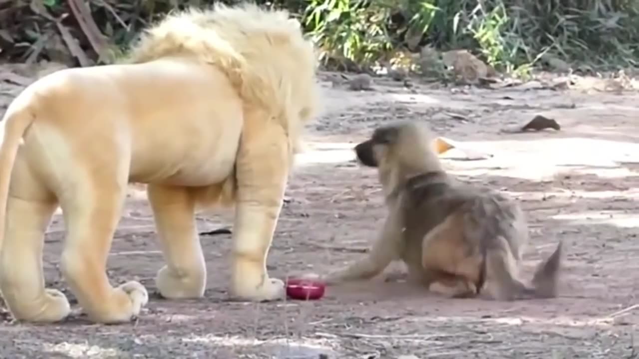 Funny Real Dogs vs Fake Lion - part 2