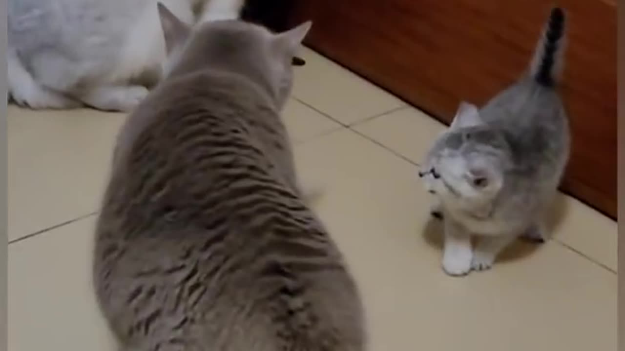 Funny Cat