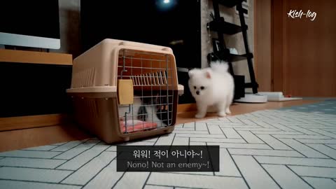 Raising _ like _ a _ Munchkin _ # _ kitten _ and _ a _ # _ Pomeranian joint to getting friendly