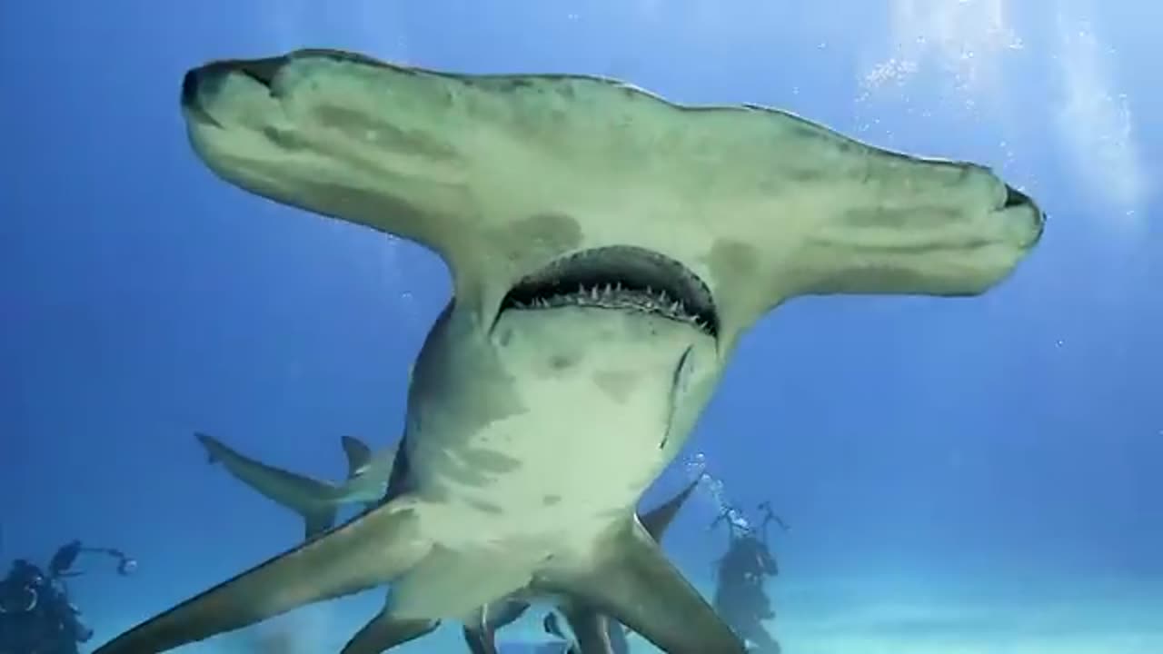 Sharks of Tiger Beach